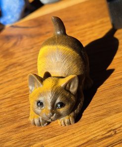 Chaton oeil de tigre