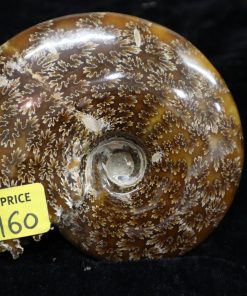 Alternative view of Cléoniceras polie1